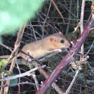 UK Dormouse Phlorum