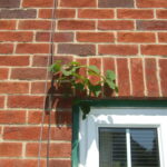 Japanese knotweed growing through a window frame