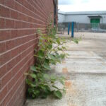 Young Japanese knotweed growth near a building