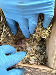 Hazel dormouse pups in a nesting box