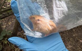 a hazel dormouse being handled in a bag