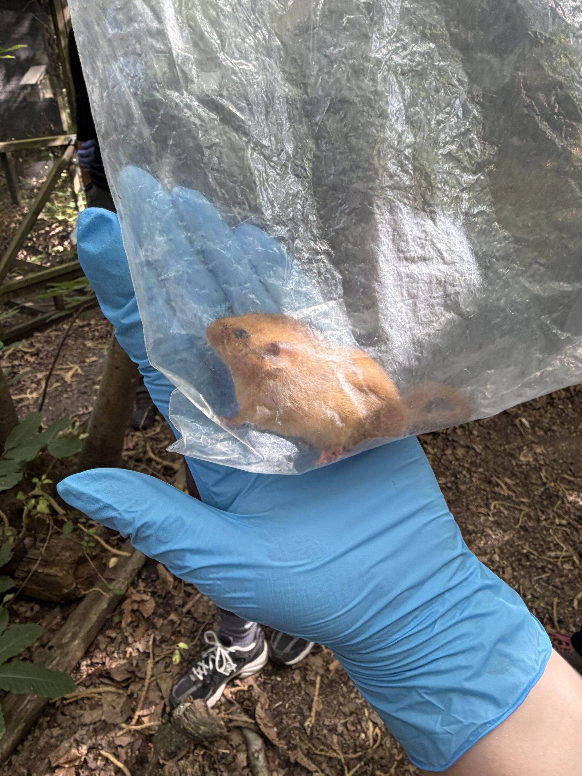 a hazel dormouse being handled in a bag